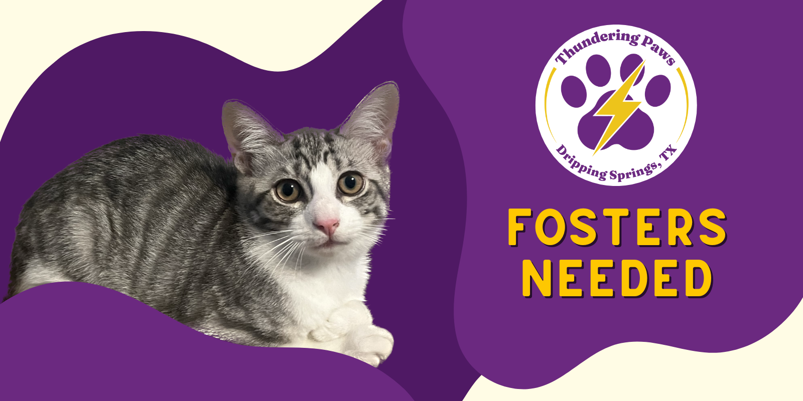 Fosters Needed!