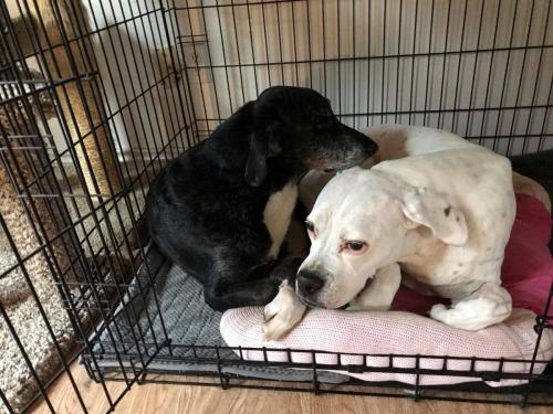 Virgil and Sugar