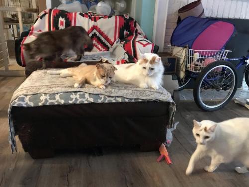 Marilyn, Bob, Bijoux, and Ariel