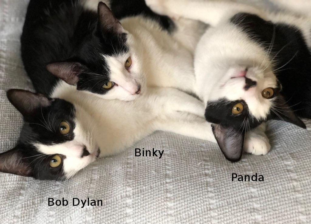 Image showing Bob Dylan, Binky, and Panda, adoptable black-and-white kittens.