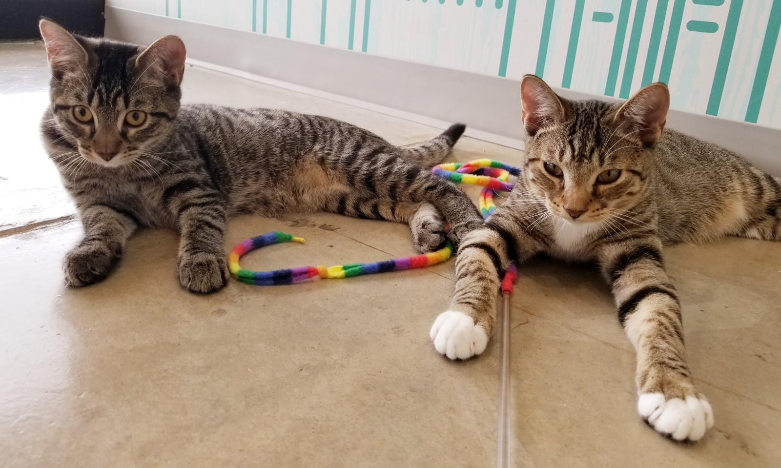 Wheels and Waffle, adoptable tabby cats