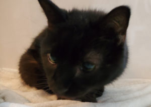 Fievel laying on a blanket.