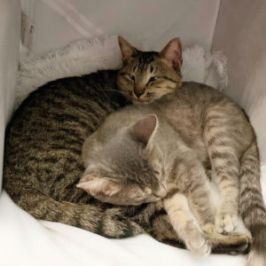 Porkchop and Lambchop cuddled up together.